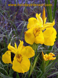 Flowers in Israel